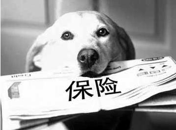 寵物保險怎么挑選？有寵物的你確定不了解一下？